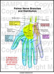 Medivisuals Palmar Nerve Branches and Distribution Medical Illustration