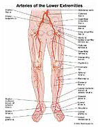 arteries-lower-extremities