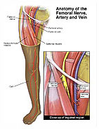 anatomy-femoral-nerve-artery-vein