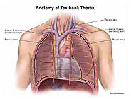 textbook-thorax-anatomy