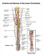 arteries-nerves-lower-extremities