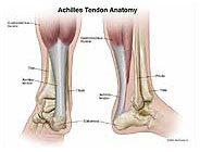 Achilles-tendon-anatomy