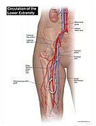 Circulation of Lower Extremity