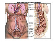 thorax-abdomen-anatomy