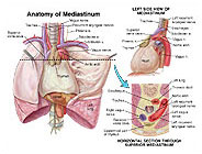 mediastinum-anatomy