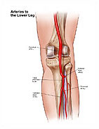 arteries-lower-leg