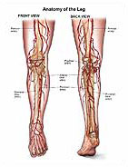 leg-anatomy