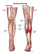 leg-anatomy