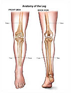 leg-anatomy