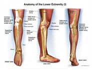 right-leg-anatomy