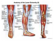 right-leg-anatomy