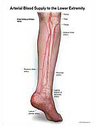 arterial-blood-supply-lower-extremity