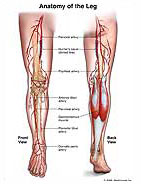 anatomy-leg