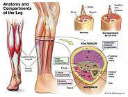 anatomy-compartments-leg