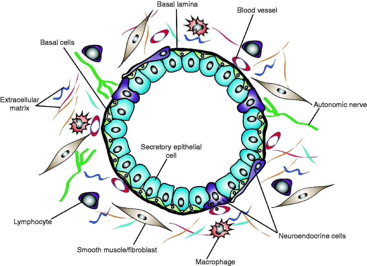 [DIAGRAM] Diagram Of Prostate Glands - MYDIAGRAM.ONLINE