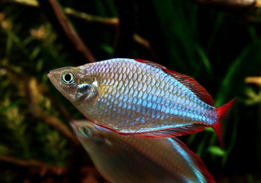 Dwarf neon rainbowfish (Melanotaenia praecox)