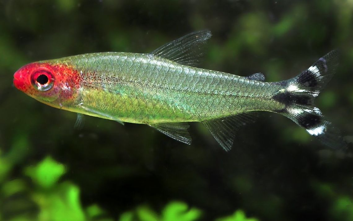 rummy nose tetra