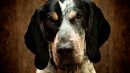 Coonhound