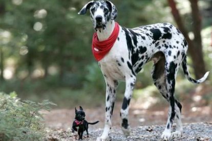 Dogue Alemão arlequim com Chihuahua