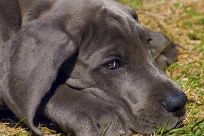 Dogue Alemão azul