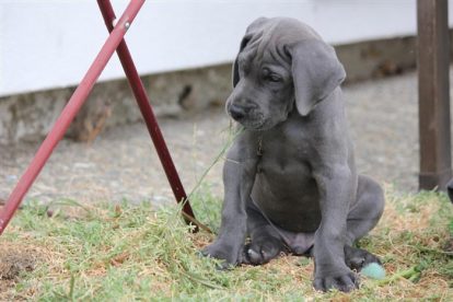 Dogue Alemão azul pequeno