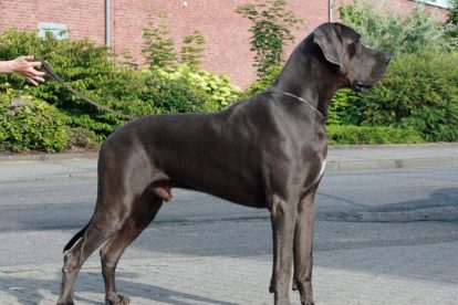 Dogue Alemão azul perfil