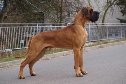 Dogue Alemão caramelo