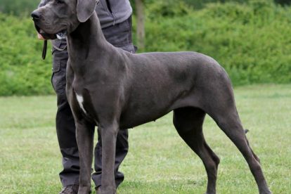 Dogue Alemão cinza