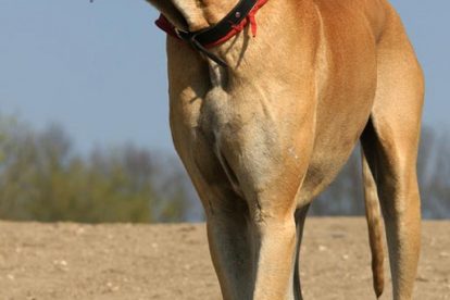 Dogue Alemão dourado