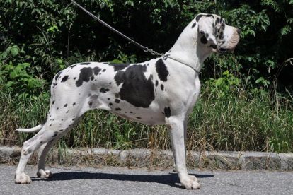 Dogue Alemão fêmea arlequim