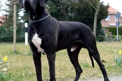 Dogue Alemão grande preto e branco