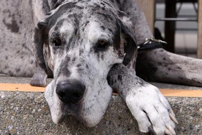 Dogue Alemão merlê deitado