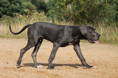 Dogue Alemão preto