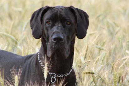 Dogue Alemão preto adulto