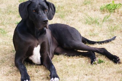 Dogue Alemão preto deitado