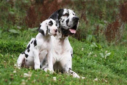 Pai e filhote Dogue Alemão arlequim