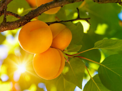 Apricots hanging on a tree with the sun shining through the leaves.