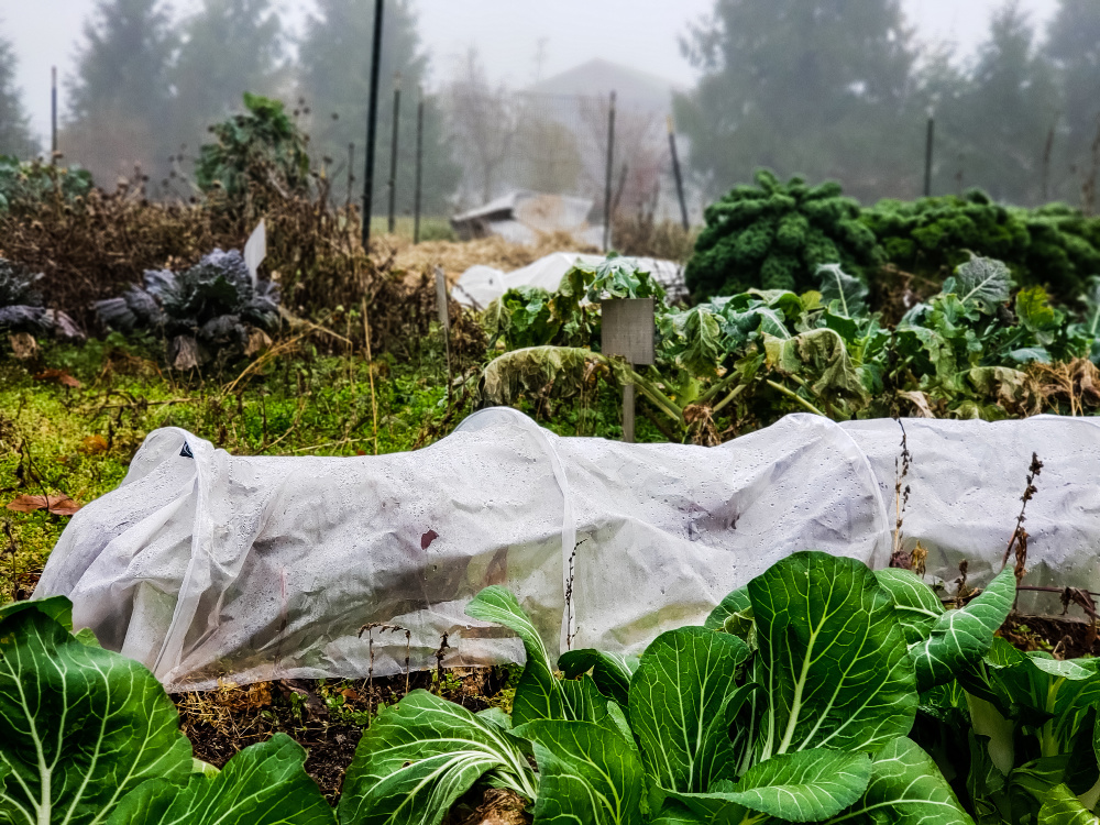 Fall vegetable garden with row covers.