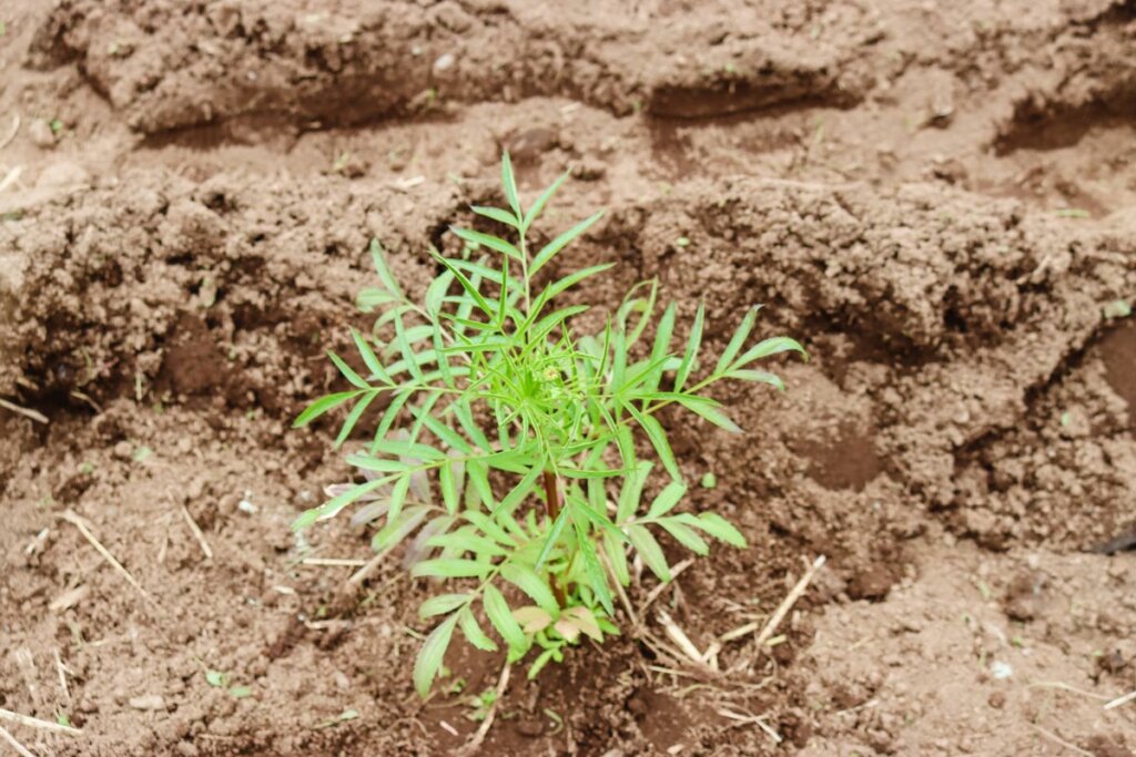 Image of a potato plant growing above the soil.