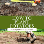 Pinterest pin for how to plant potatoes. Images of potatoes in the soil.