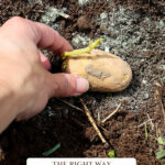 Pinterest pin for how to grow potatoes. Image of a sprouting potato in the ground.