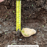 Pinterest pin for how to grow potatoes. Image of a sprouting potato in the ground.