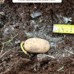 Pinterest pin for how to grow potatoes. Image of a sprouting potato in the ground.