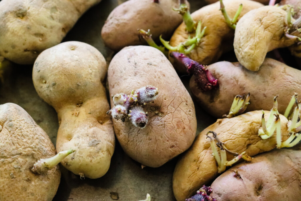 chitting seed potatoes on a tray before planting