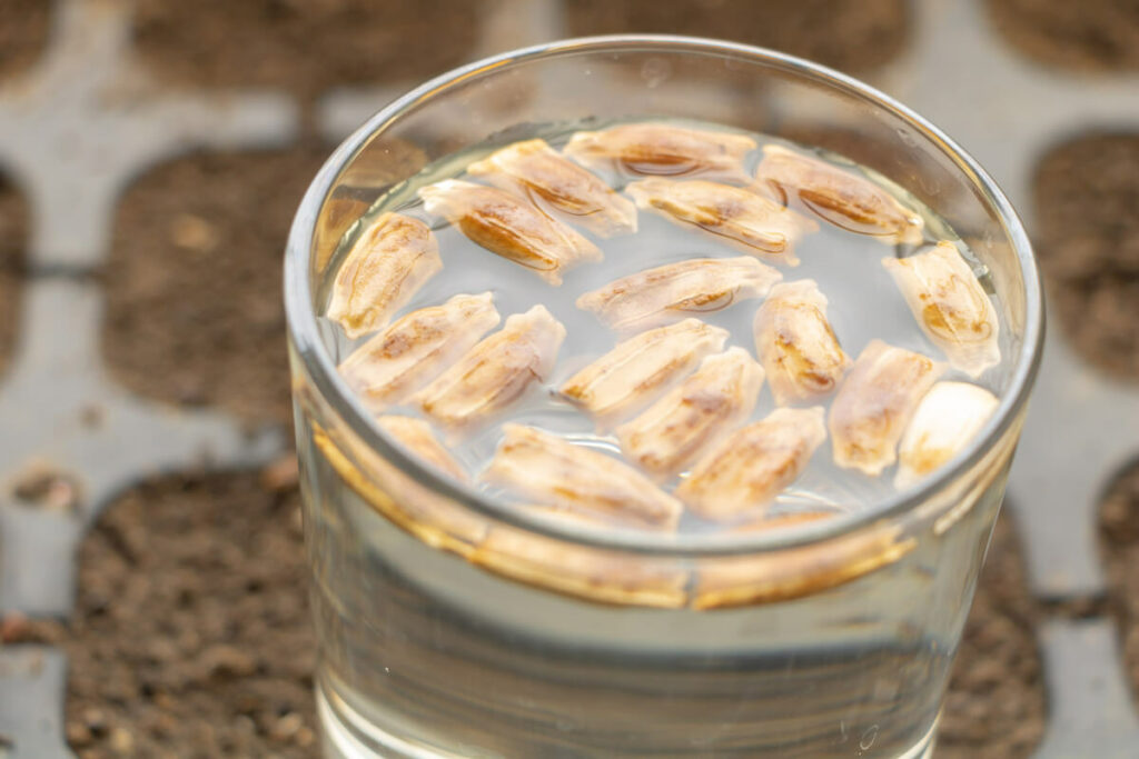 Seeds soaking in a glass of water.