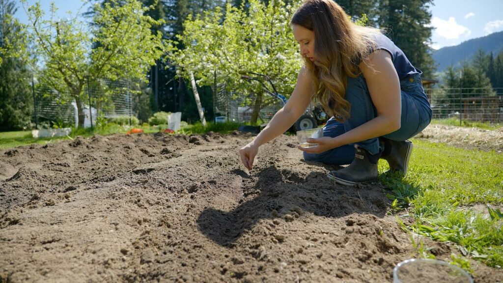 A woman's hand planting a beet seed in the garden.