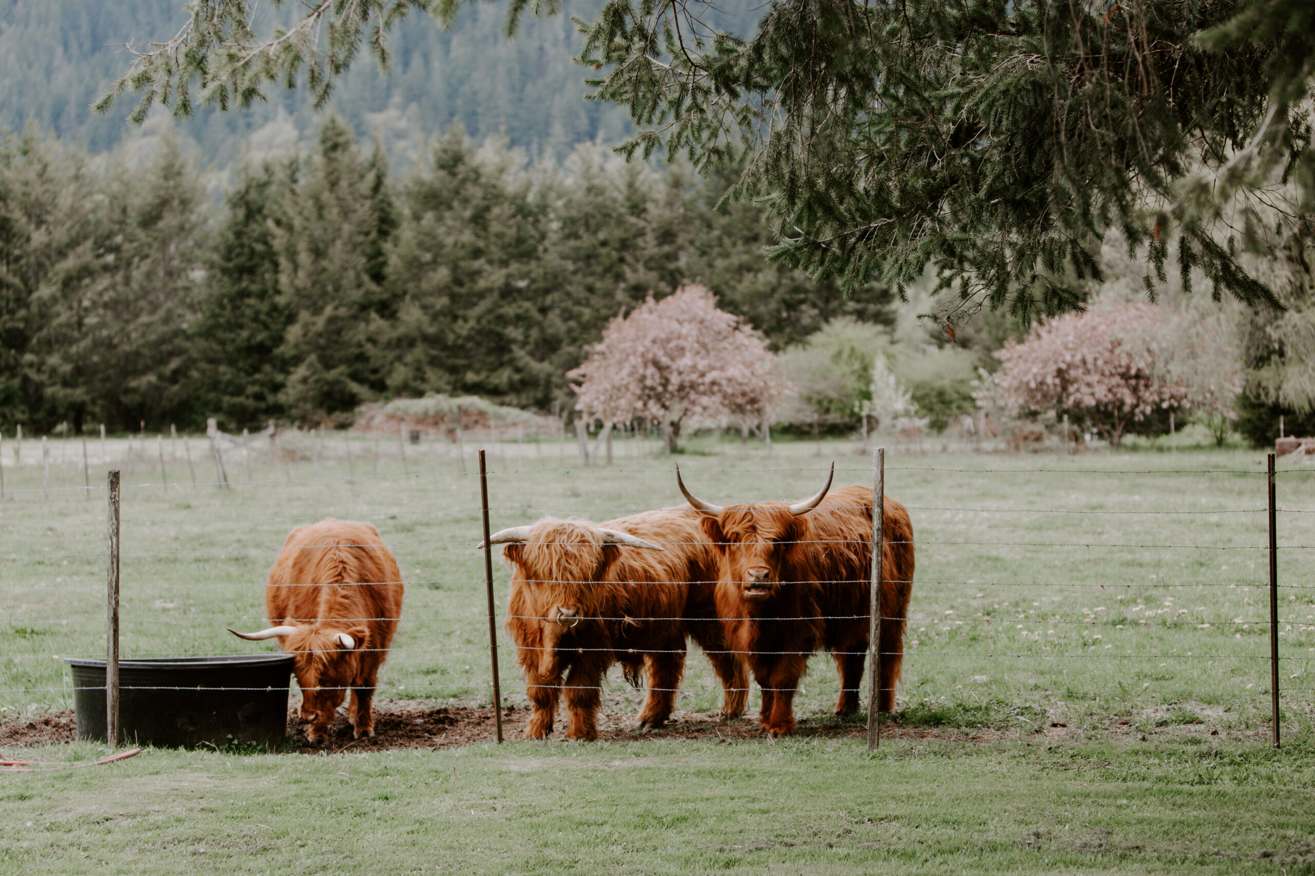 Three Scottish Highland cattle in field