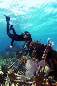 Mandalay Shipwreck - shipwrecks - marinalife