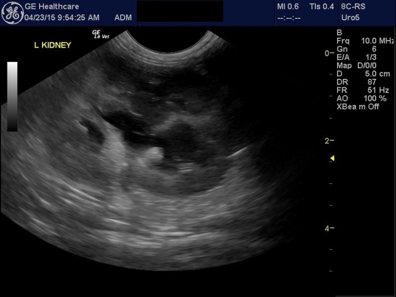 Acute renal failure in a 1 year old mn cat - Members