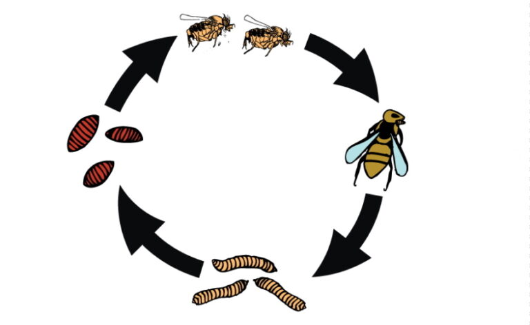 How to Get Rid of Phorid Flies: Everything You Need to Know